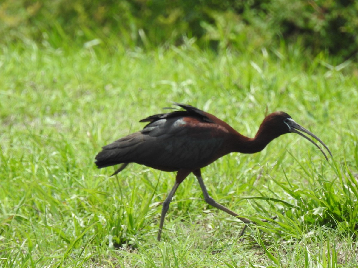 Glossy Ibis - ML620725360