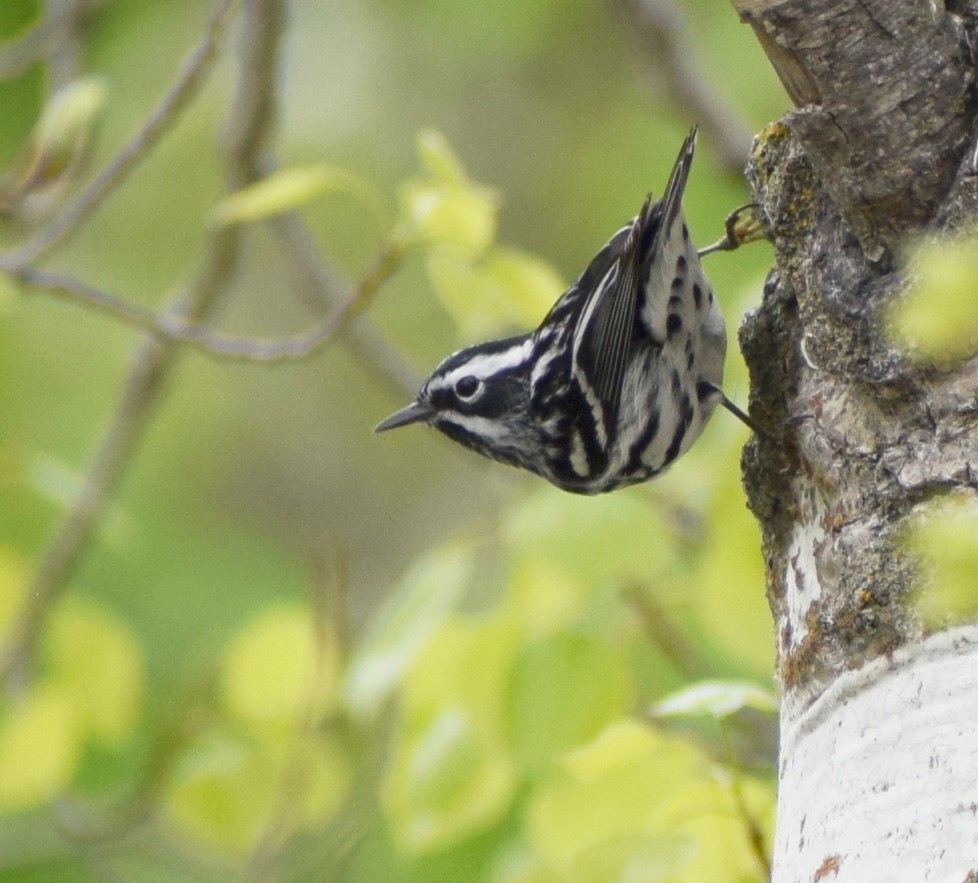 Black-and-white Warbler - ML620725363
