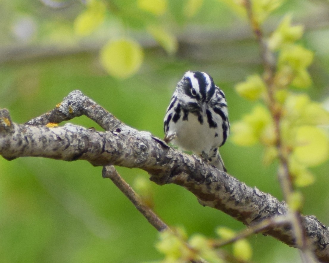 Black-and-white Warbler - ML620725364