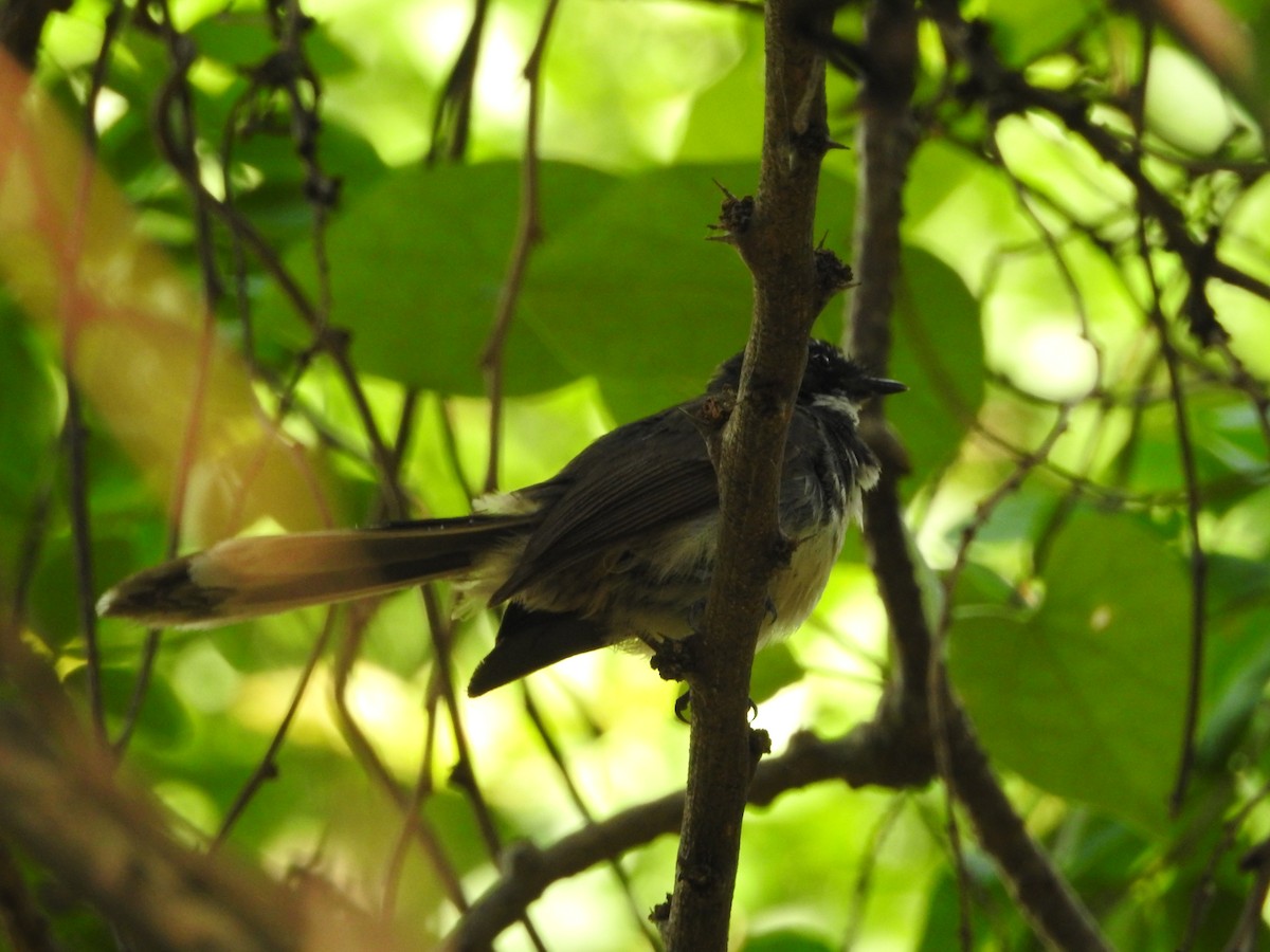Spot-breasted Fantail - ML620725385