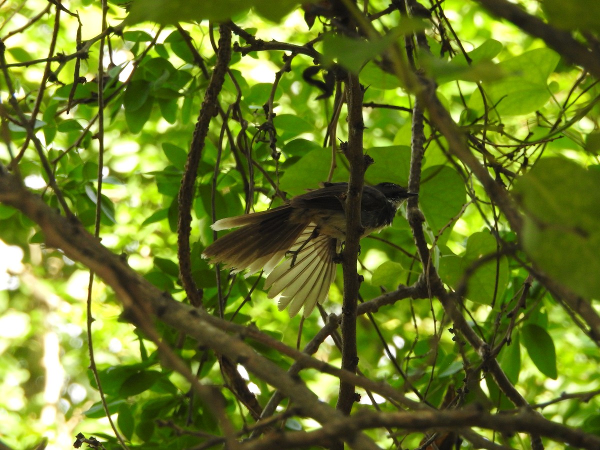 Spot-breasted Fantail - ML620725386