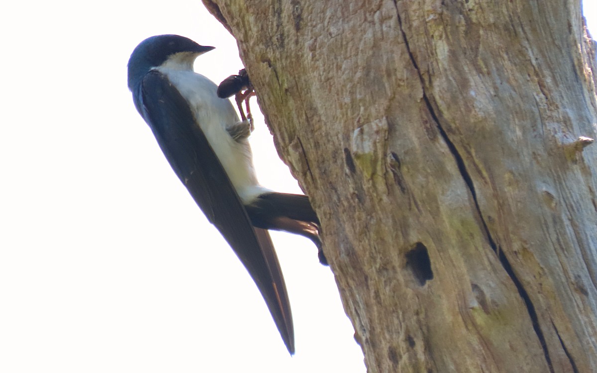 Tree Swallow - ML620725405