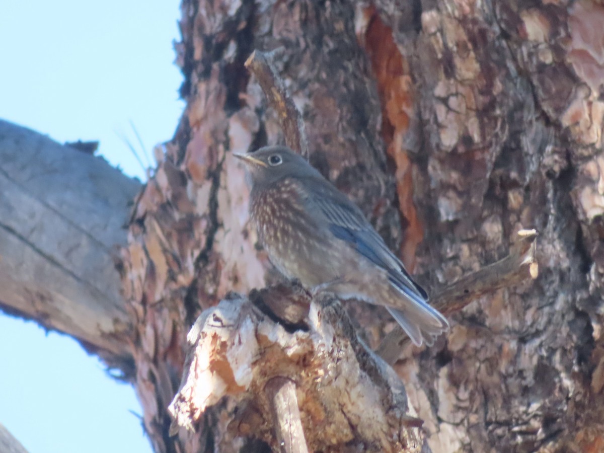 Western Bluebird - ML620725414