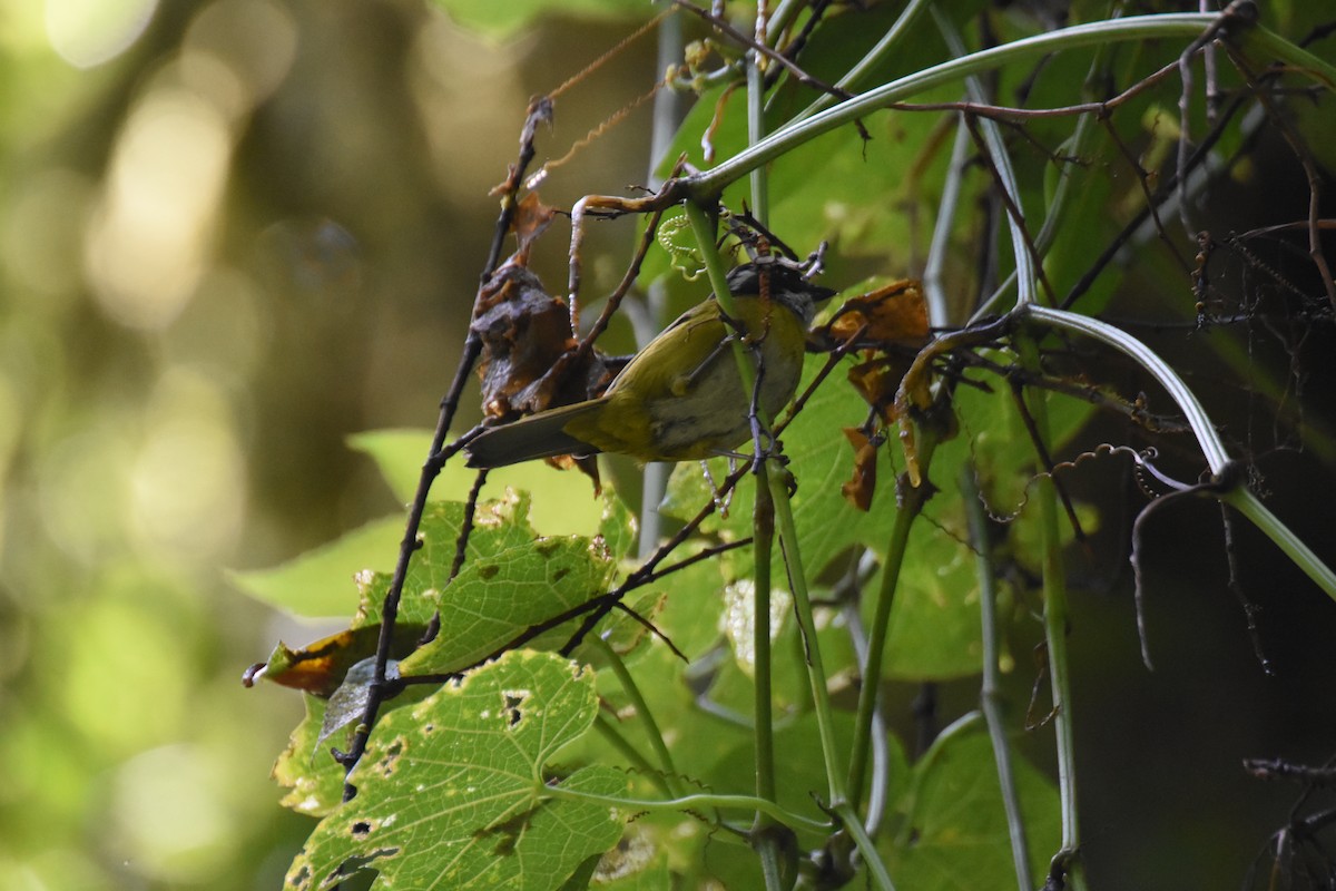 Sooty-capped Chlorospingus - ML620725419