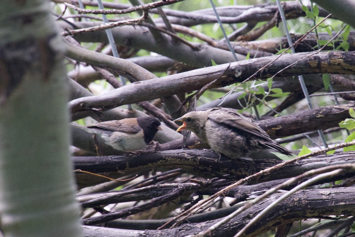 Brown-headed Cowbird - ML620725421