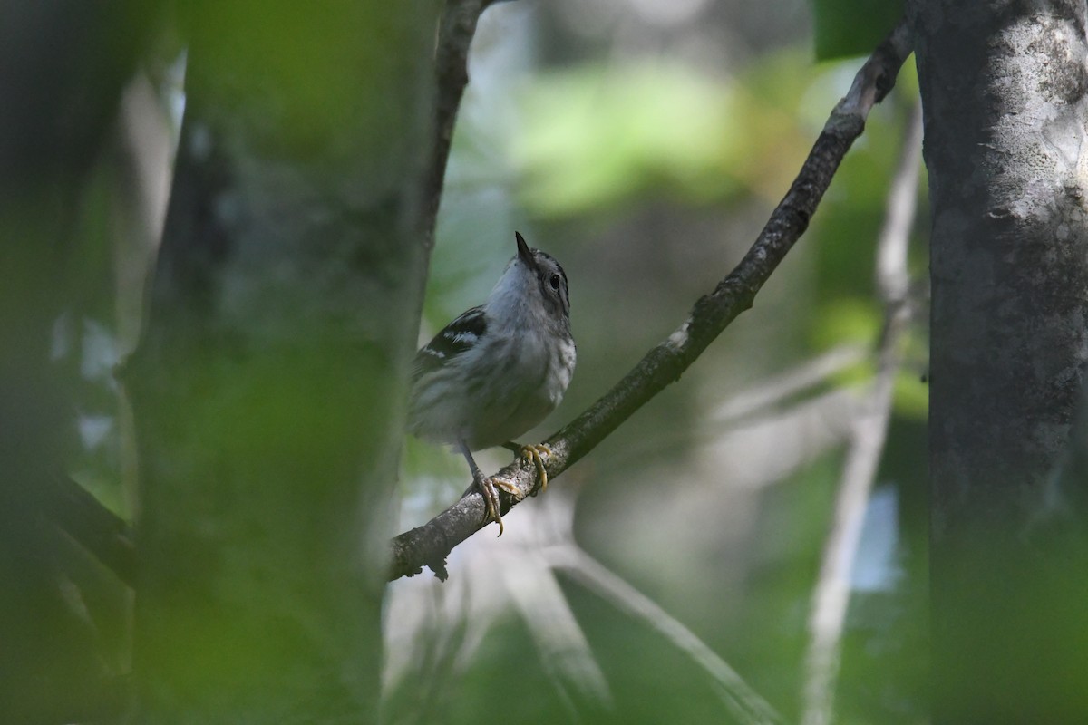 Black-and-white Warbler - ML620725423