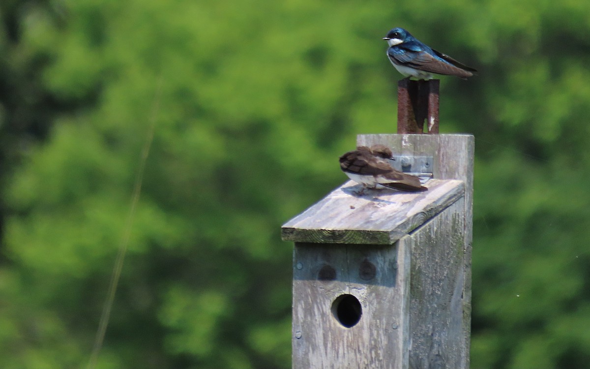 Tree Swallow - Jim O'Neill