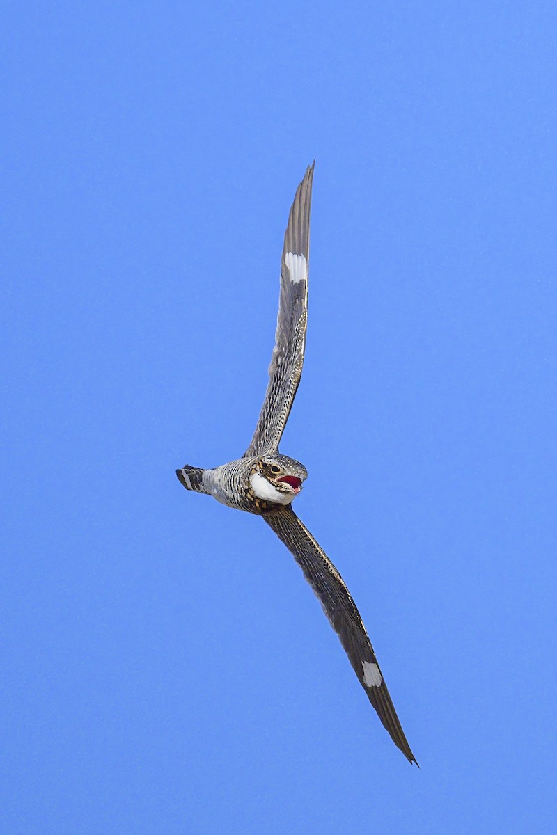 Common Nighthawk - ML620725426