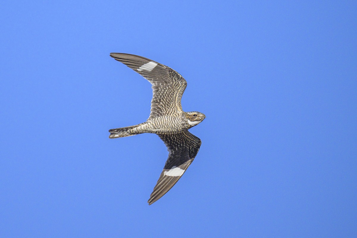 Common Nighthawk - ML620725430