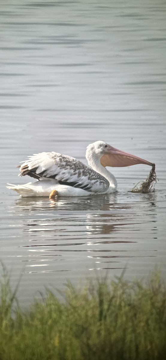 pelikán severoamerický - ML620725446