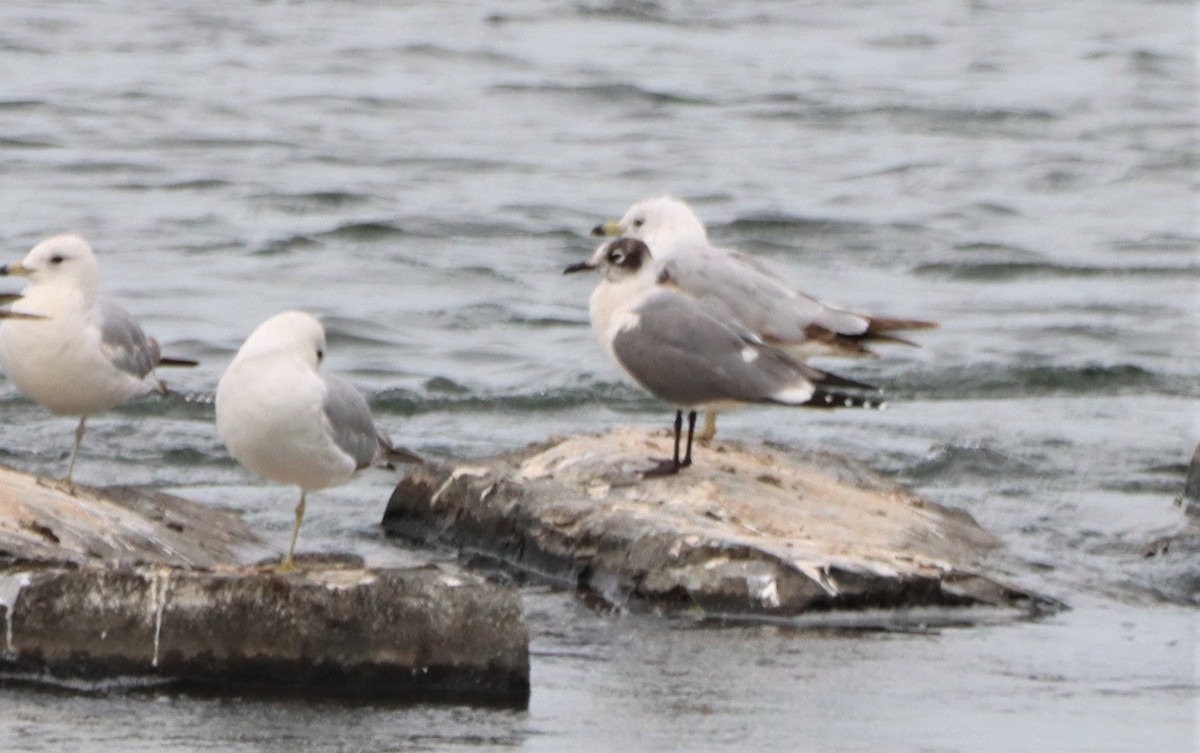 Mouette de Franklin - ML620725447