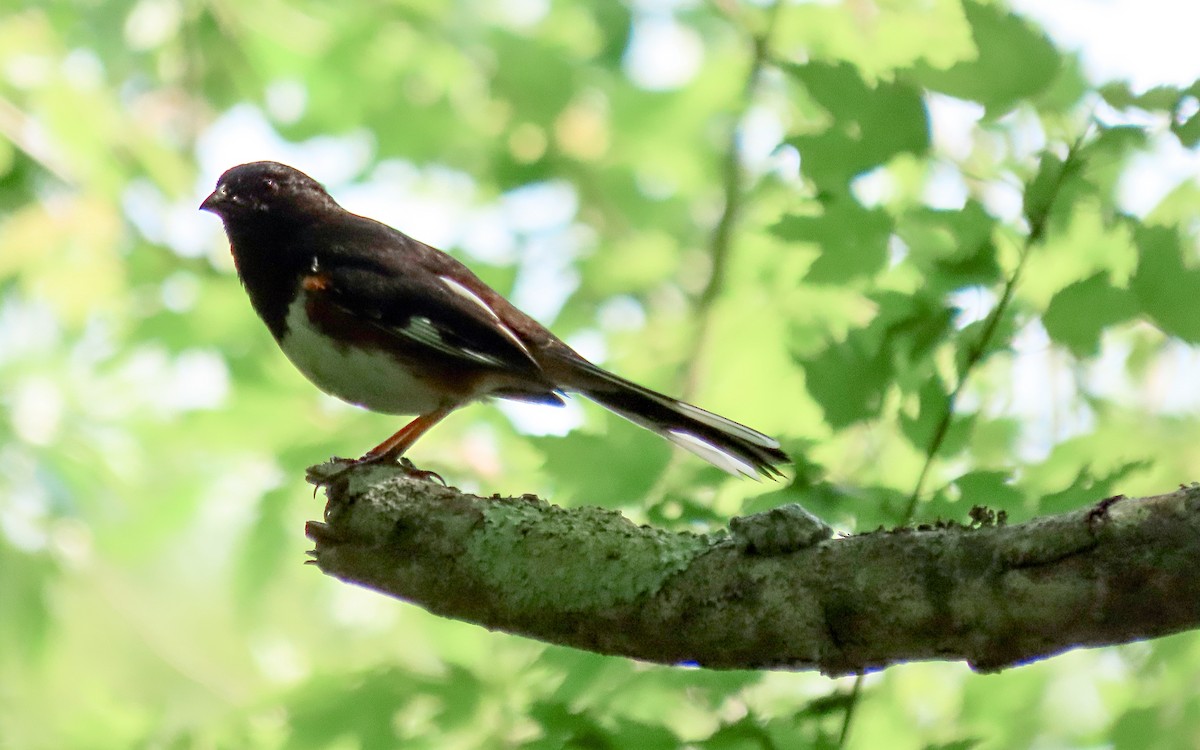 Eastern Towhee - ML620725448