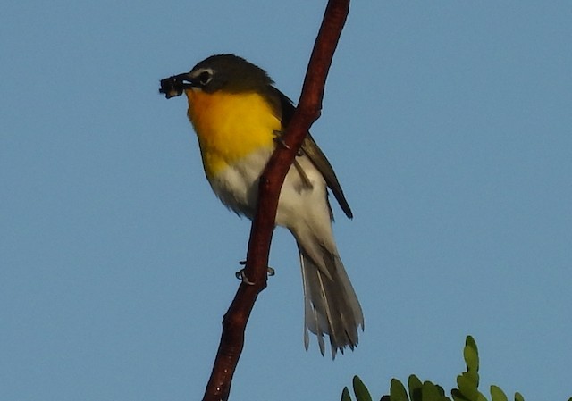 Yellow-breasted Chat - ML620725463