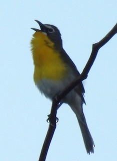 Yellow-breasted Chat - ML620725464