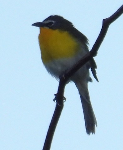 Yellow-breasted Chat - ML620725465