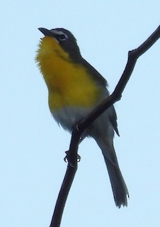 Yellow-breasted Chat - ML620725466