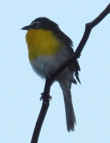 Yellow-breasted Chat - ML620725467