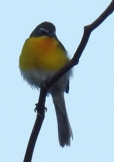 Yellow-breasted Chat - ML620725468