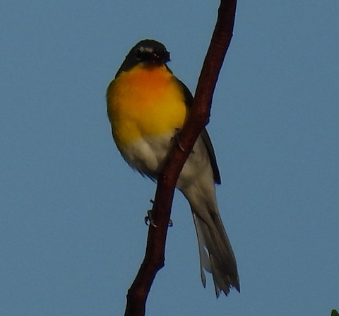 Yellow-breasted Chat - ML620725469