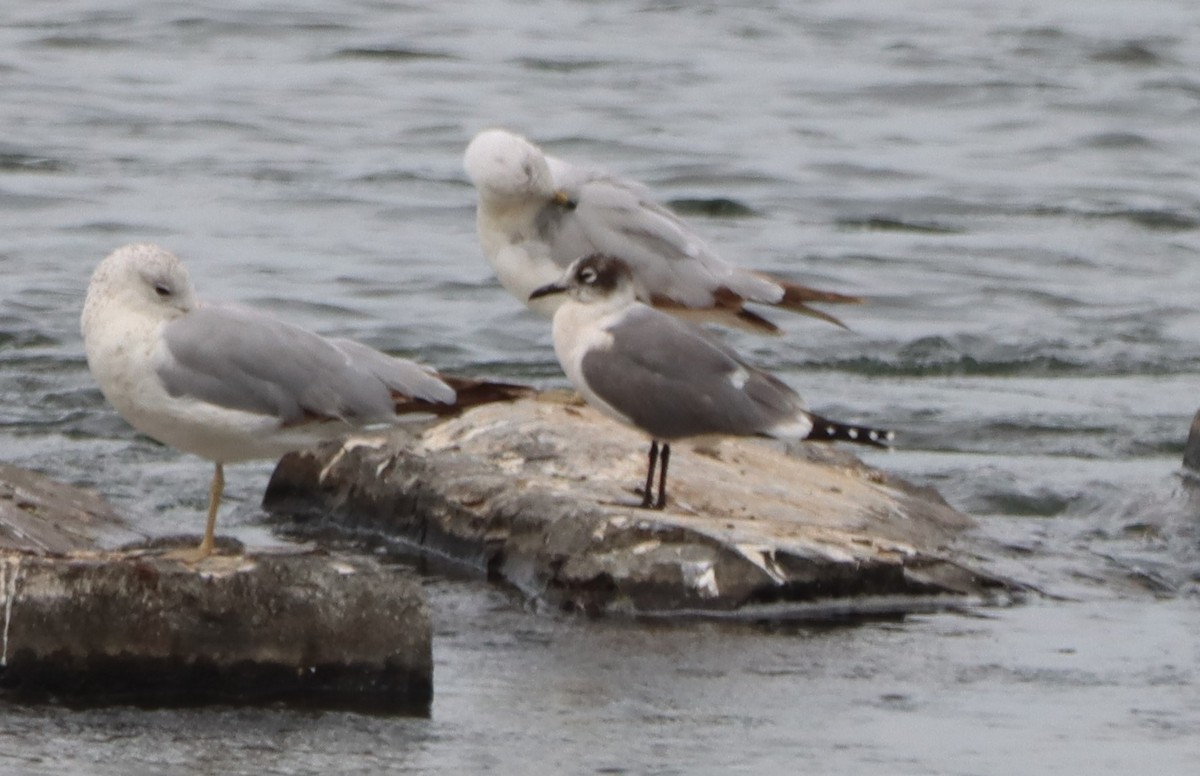 Franklin's Gull - ML620725473