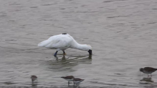 Black-faced Spoonbill - ML620725476