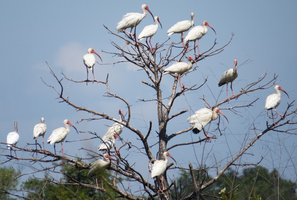 White Ibis - ML620725477