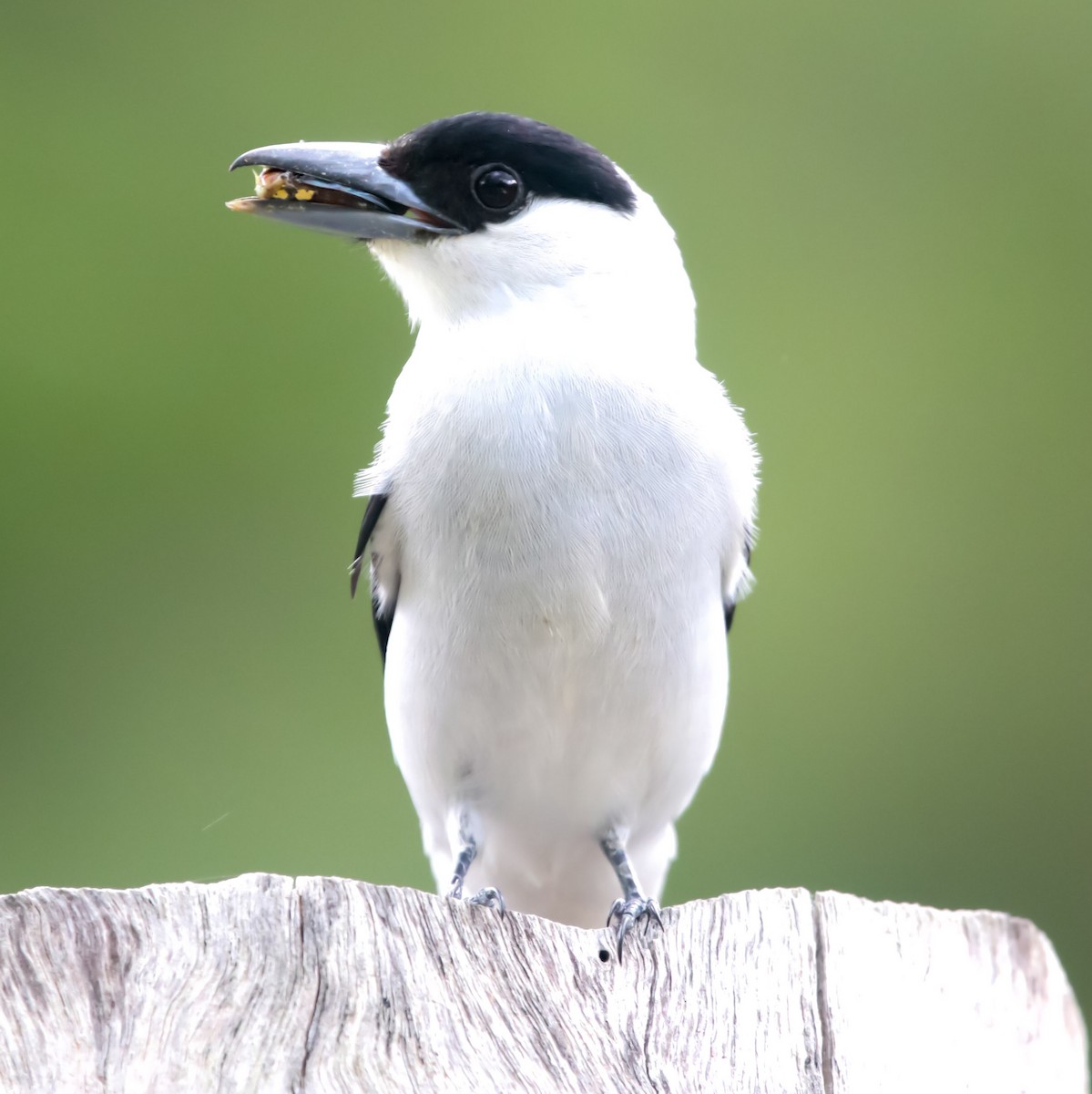 Black-crowned Tityra - ML620725480