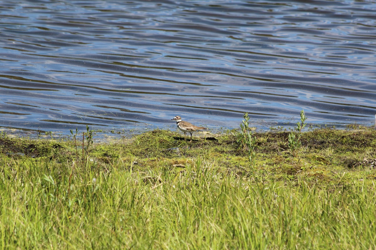 Killdeer - ML620725484