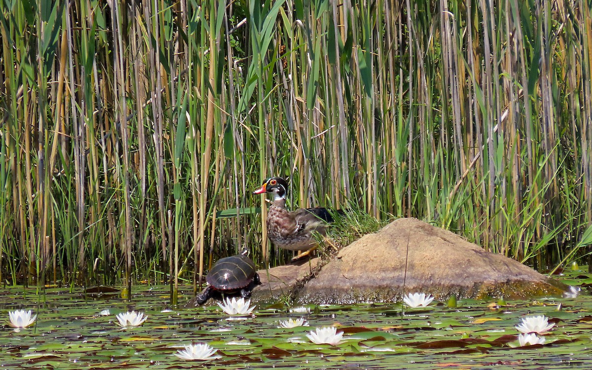 Wood Duck - ML620725503