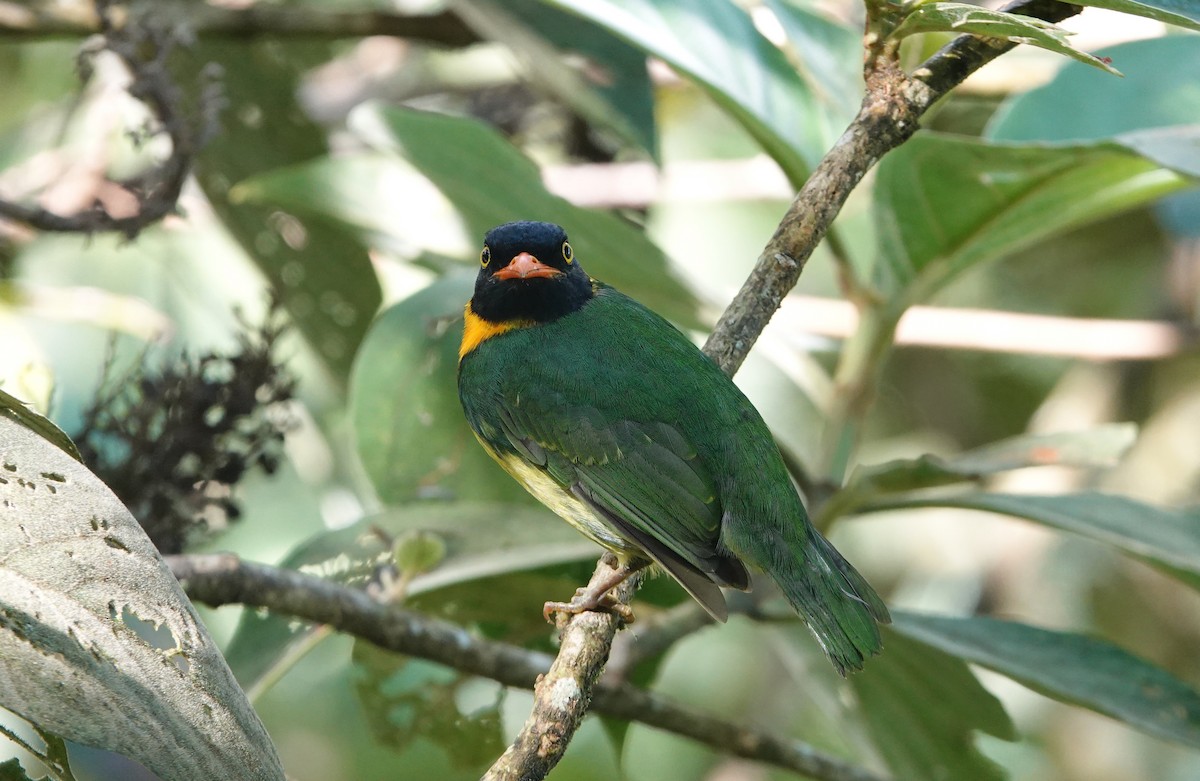 Cotinga jucunda - ML620725505