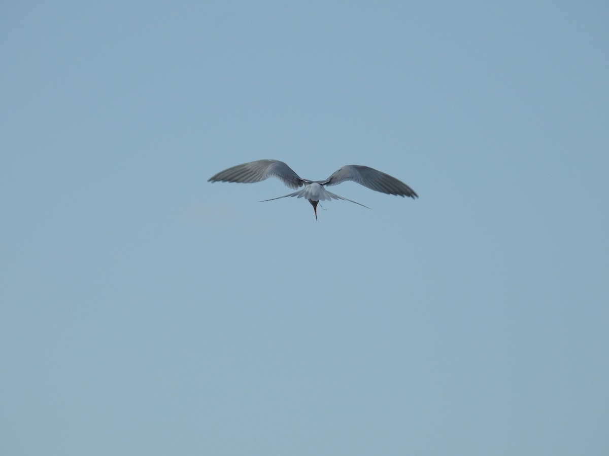 Forster's Tern - ML620725506