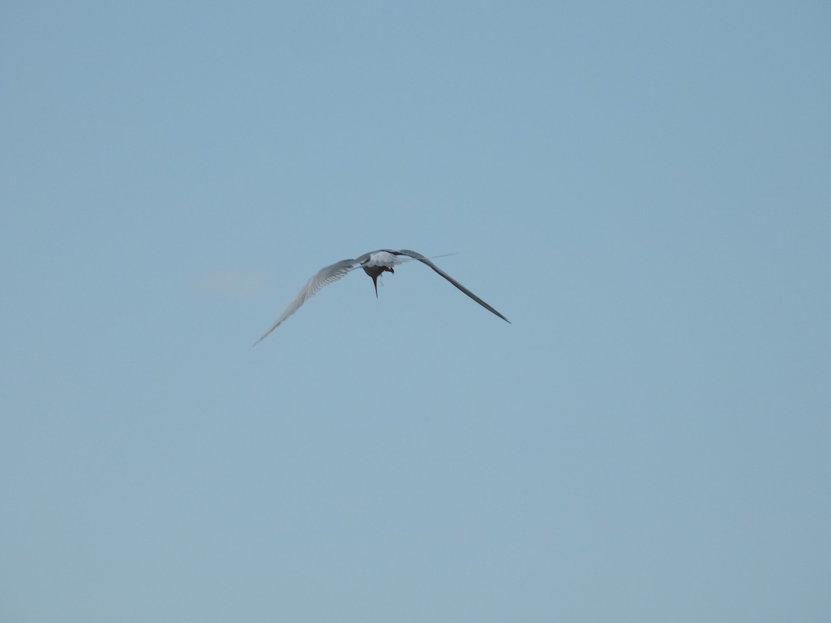 Forster's Tern - ML620725508