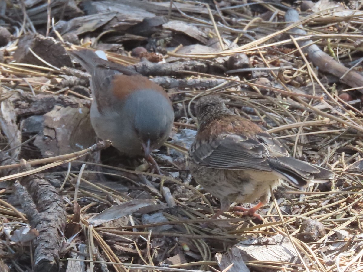 Dark-eyed Junco (Gray-headed) - ML620725511