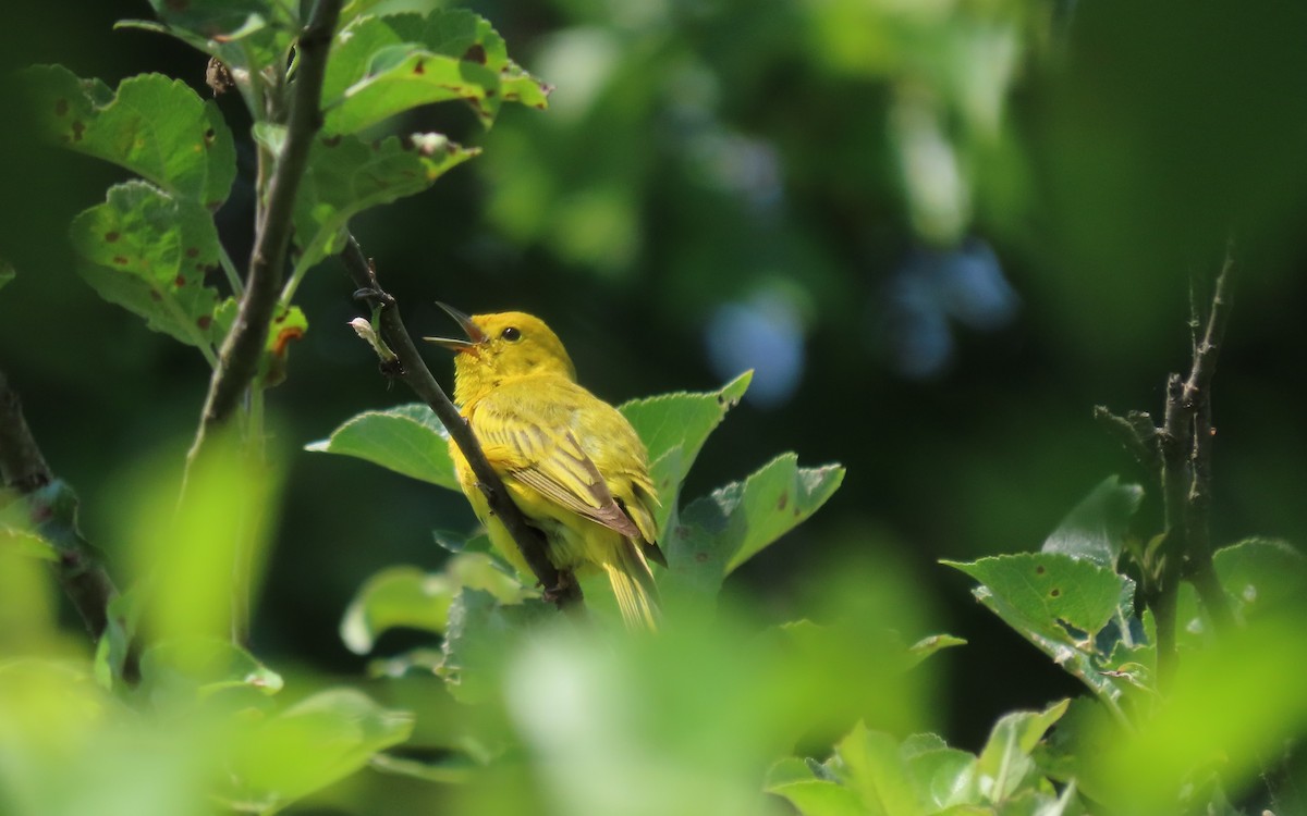 Yellow Warbler - ML620725517