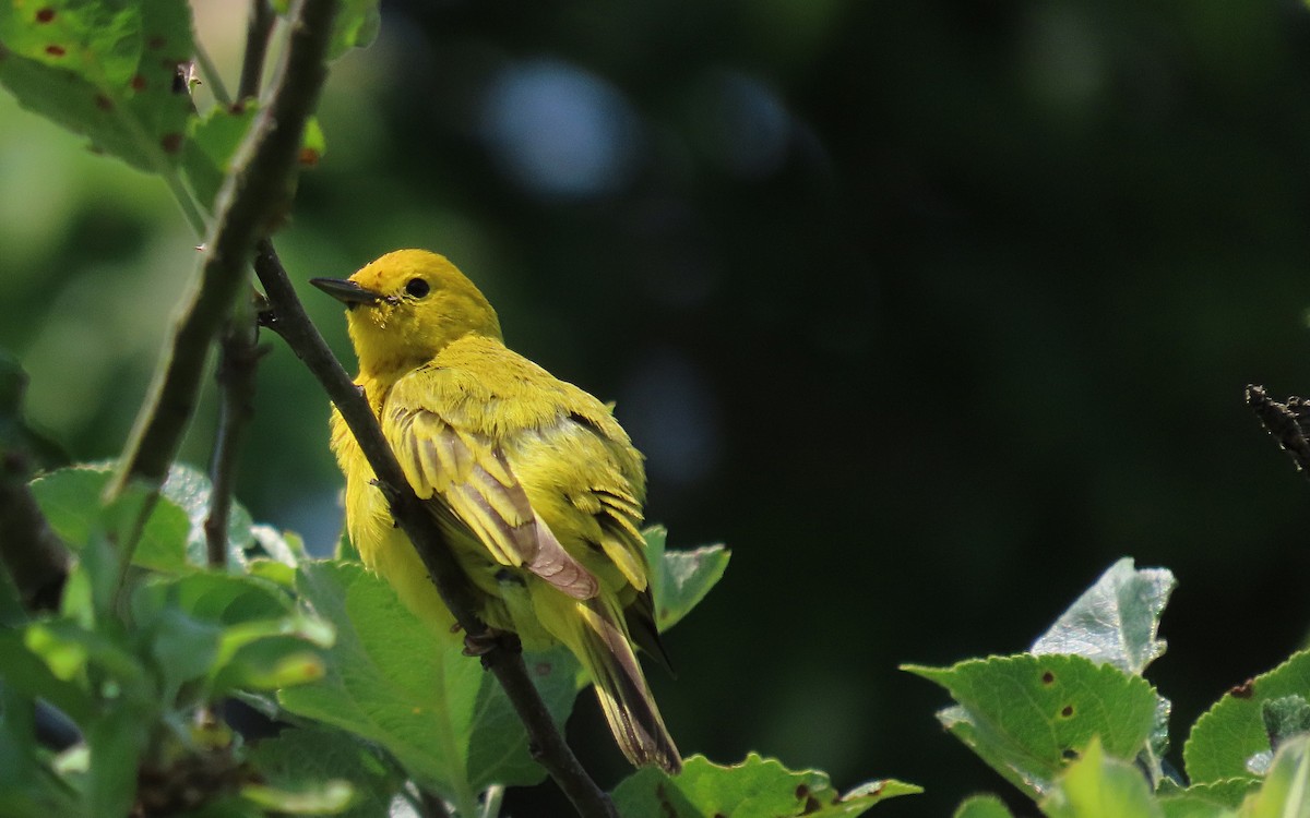 Yellow Warbler - Jim O'Neill