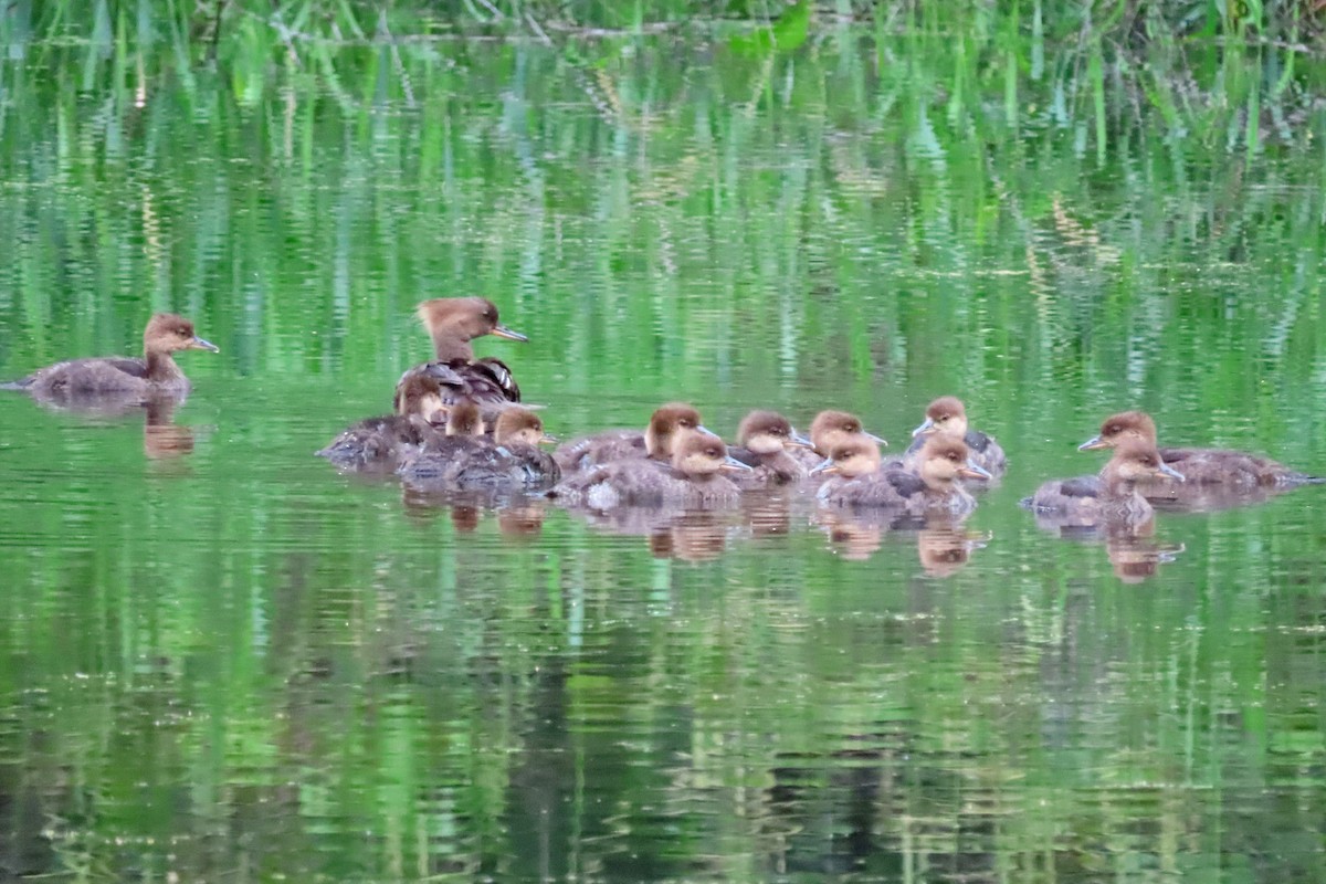 Hooded Merganser - ML620725526