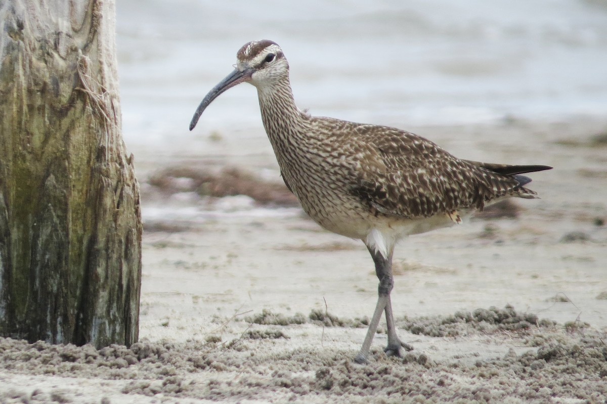 Whimbrel - ML620725533