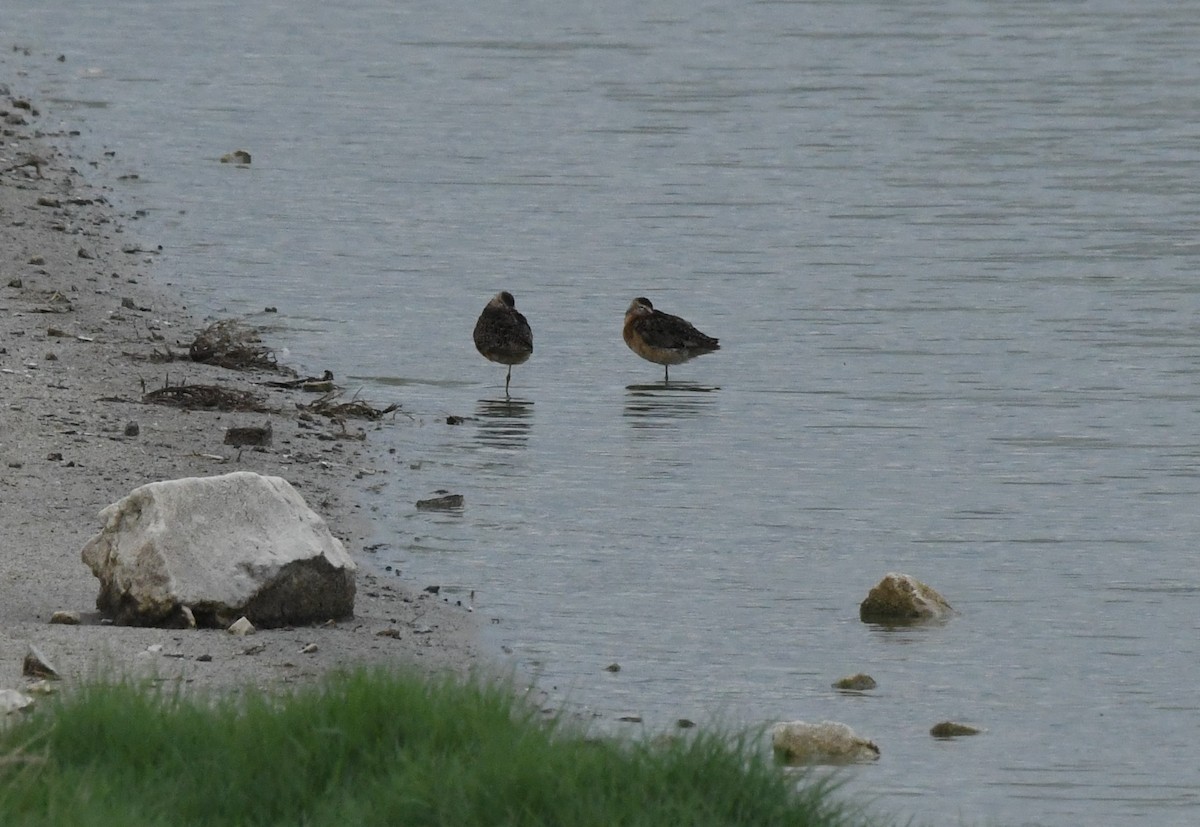 Long-billed Dowitcher - ML620725536