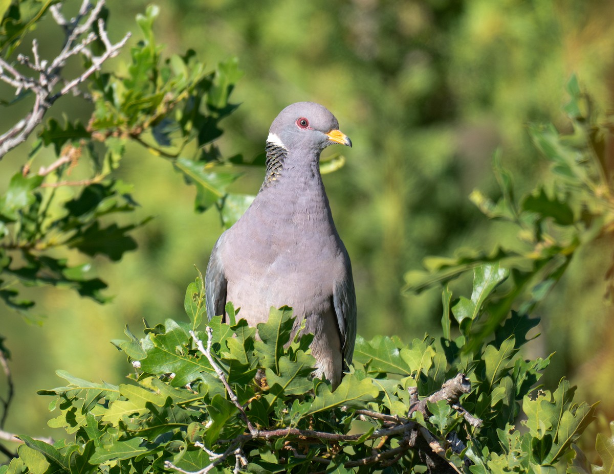 Band-tailed Pigeon - ML620725555
