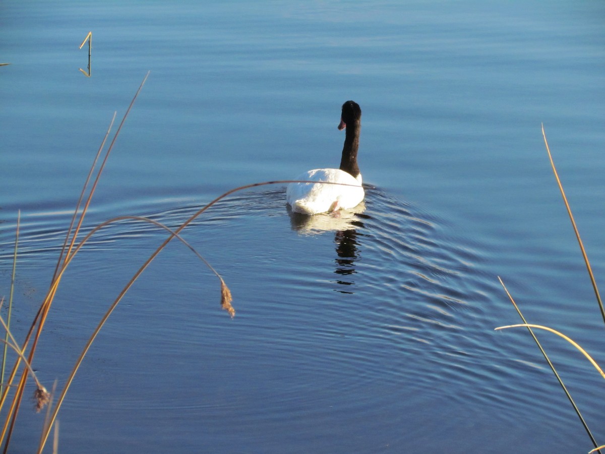 Black-necked Swan - ML620725559