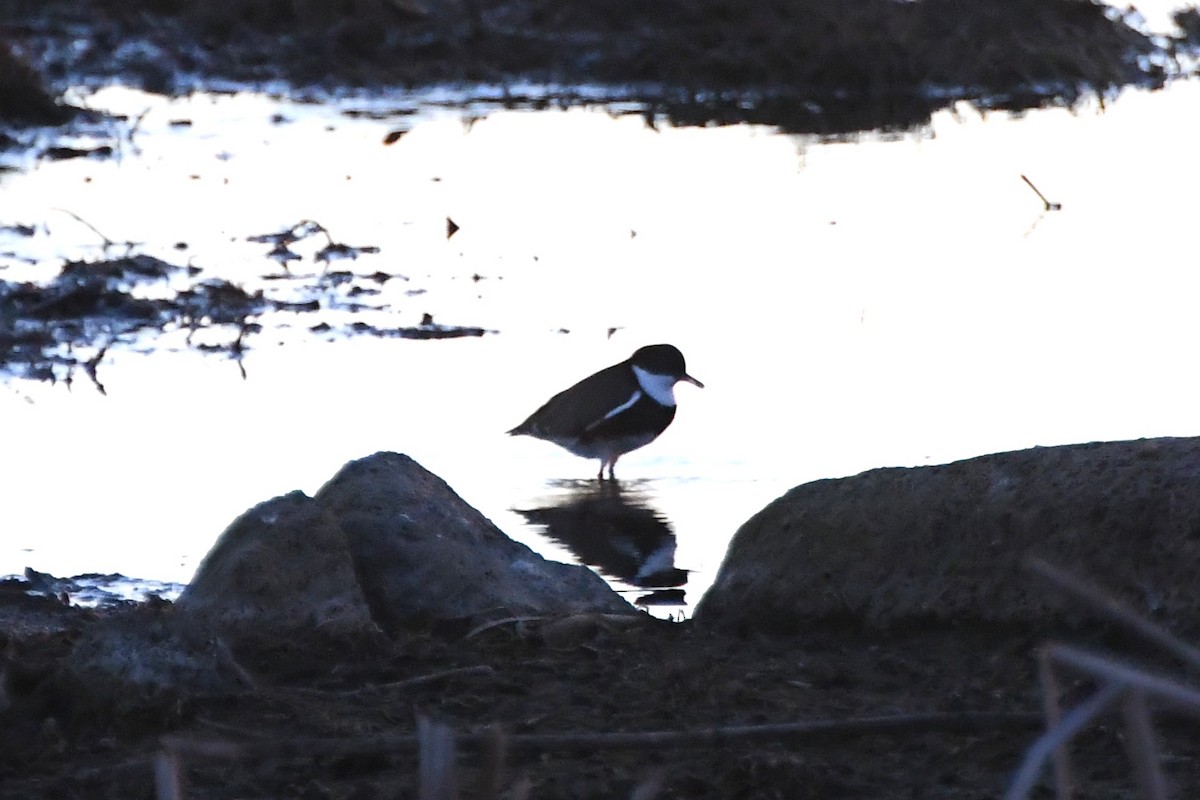 Red-kneed Dotterel - ML620725560
