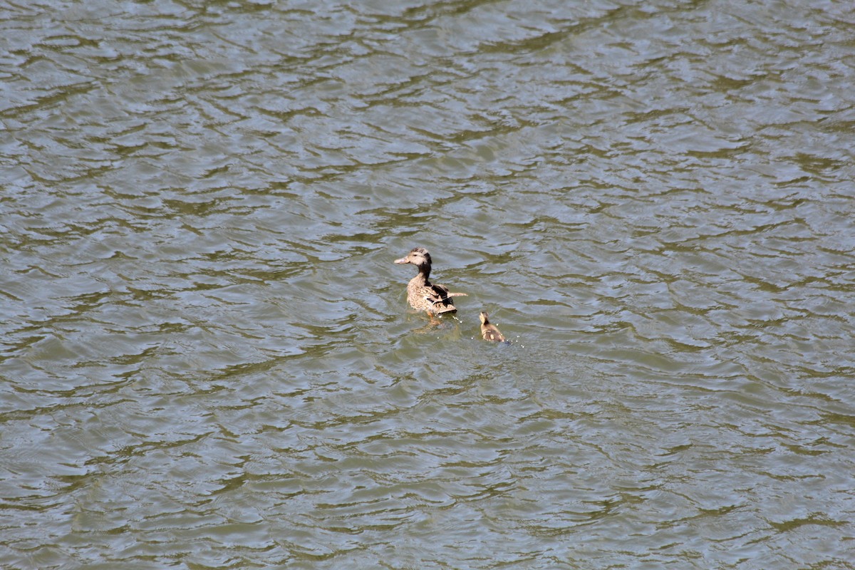 Mallard - Grant Beverage