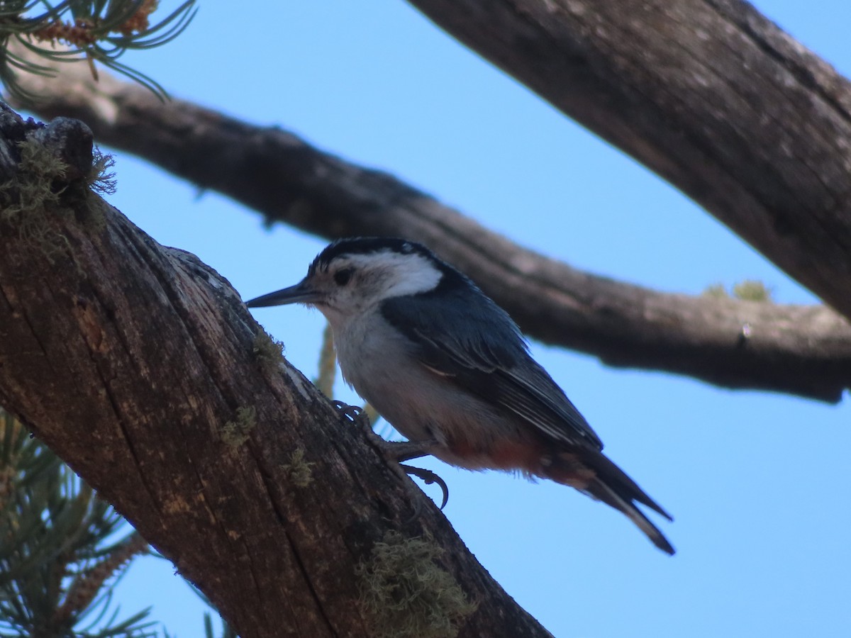 White-breasted Nuthatch - ML620725573