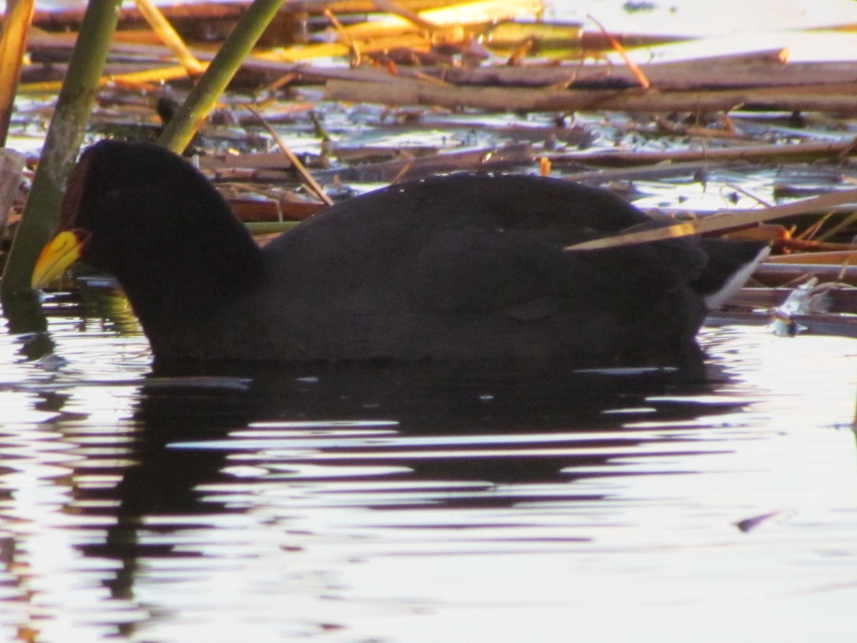 Red-fronted Coot - ML620725576