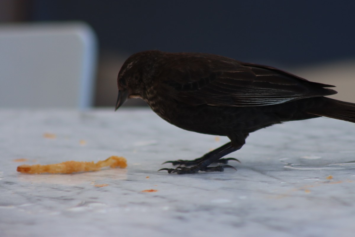 Red-winged Blackbird - ML620725580