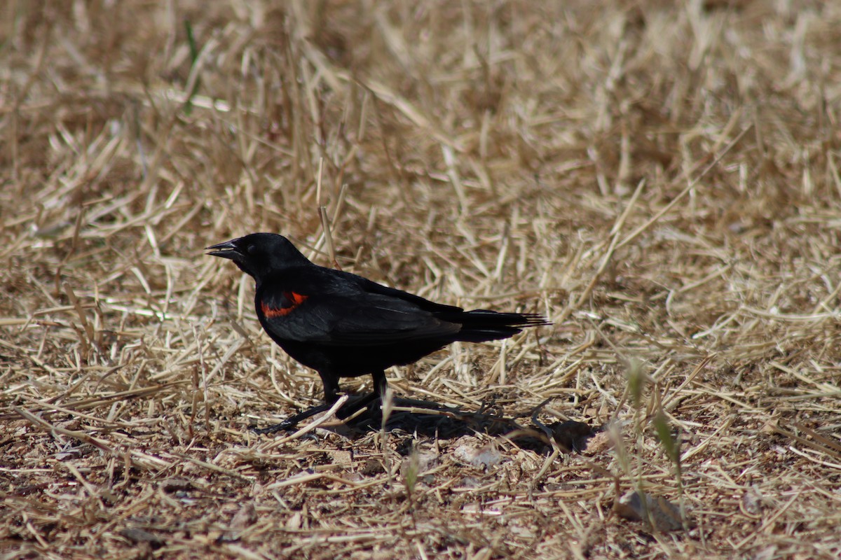 Red-winged Blackbird - ML620725583