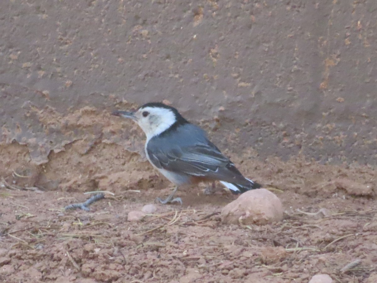 White-breasted Nuthatch - ML620725584