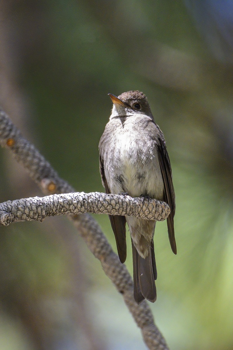 Western Wood-Pewee - ML620725588