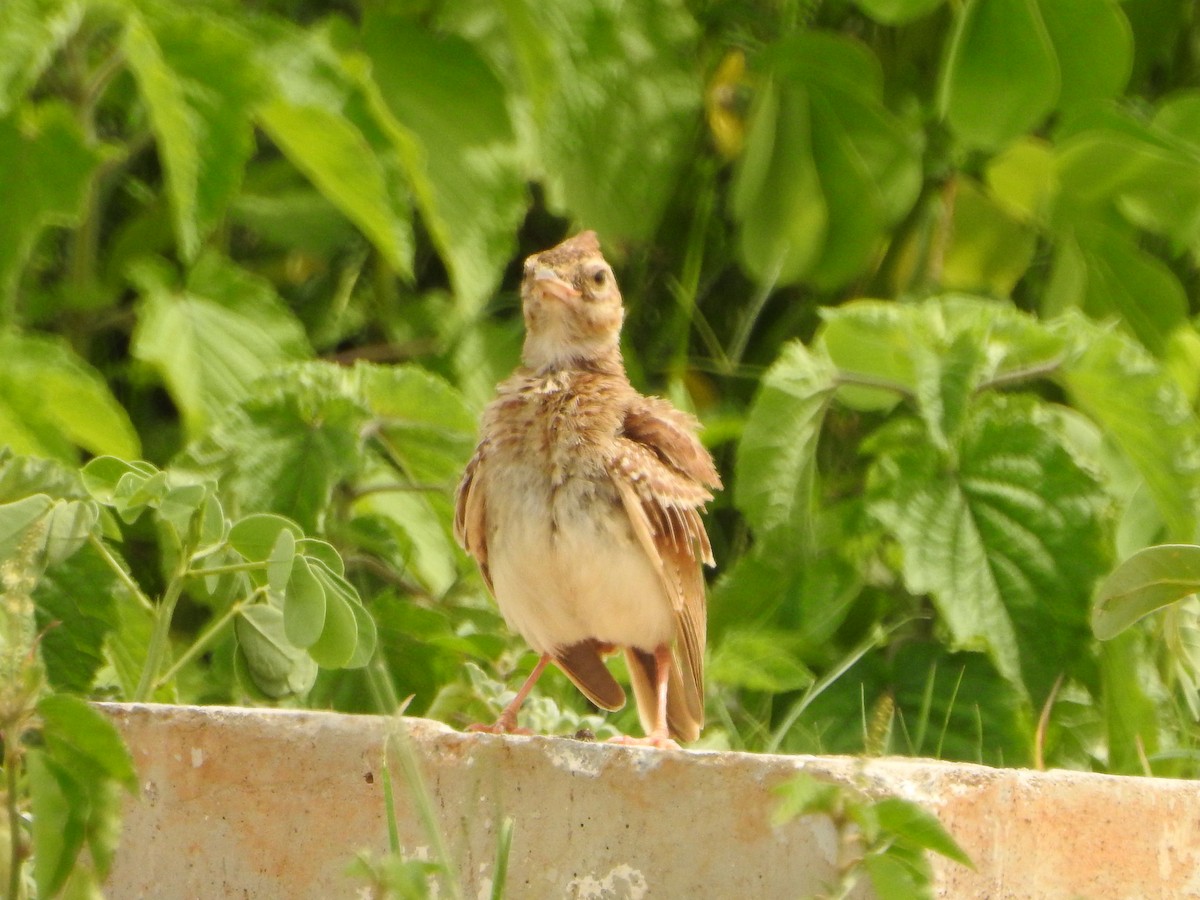 Tawny Lark - ML620725595