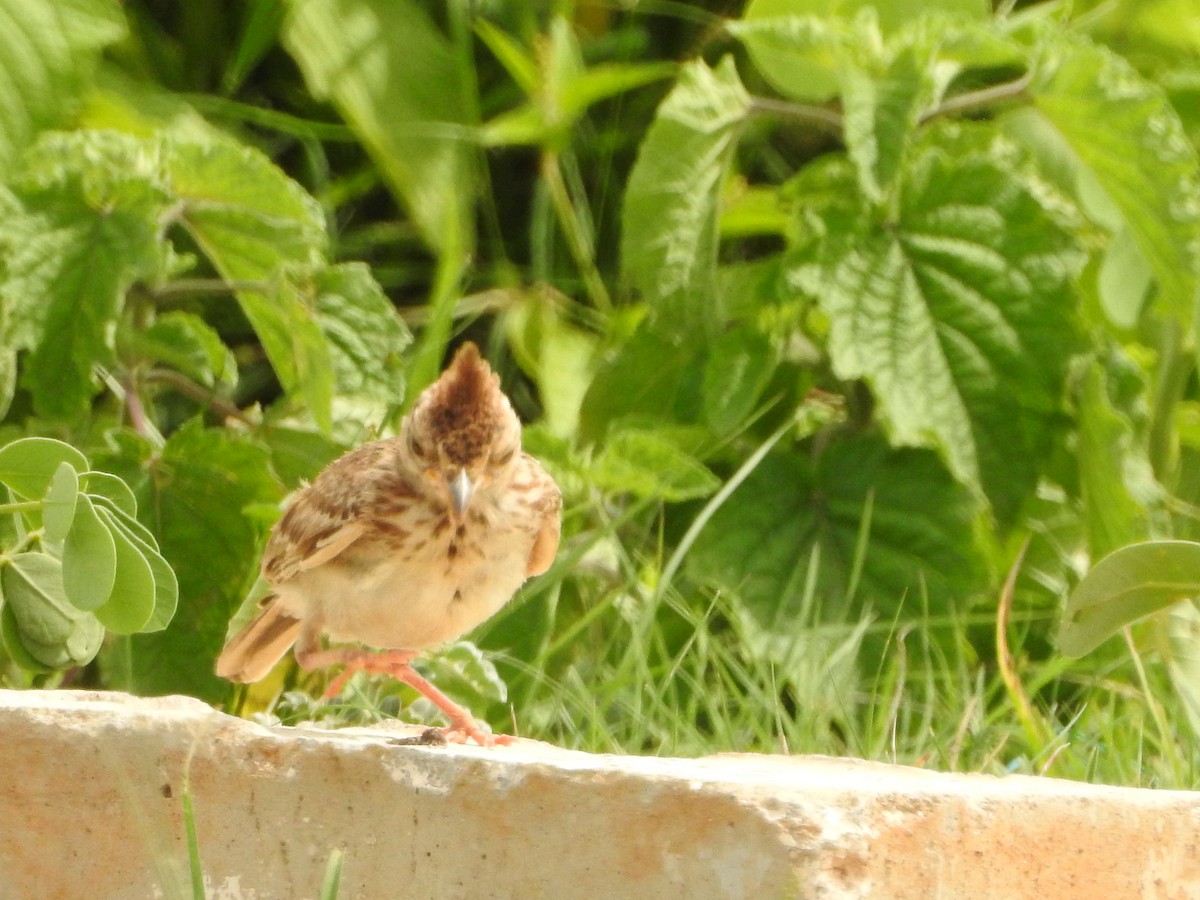 Tawny Lark - ML620725596